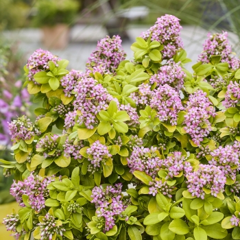 Escallonia - laevis - Pink Lemon - COV