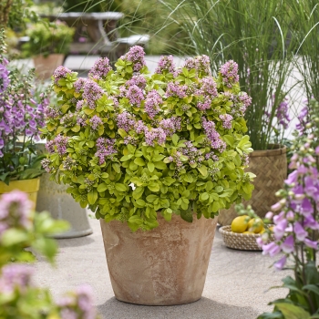 Escallonia - laevis - Pink Lemon - COV