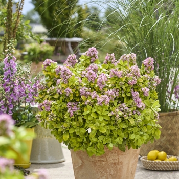 Escallonia - laevis - Pink Lemon - COV
