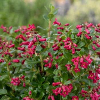 Escallonia - hybride - Red Tower - COV