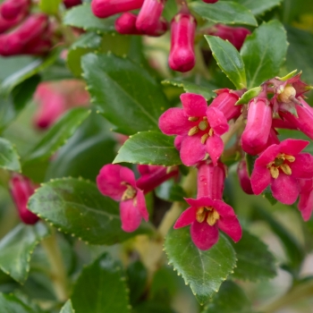 Escallonia - hybride - Red Tower - COV