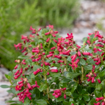 Escallonia - hybride - Red Tower - COV