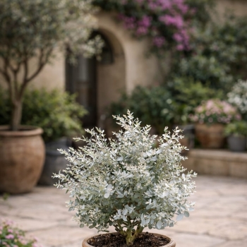 Eucalyptus - gunnii - Mina - cve19m