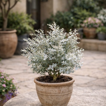 Eucalyptus - gunnii - Mina - cve19m