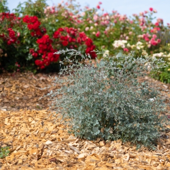 Eucalyptus - gunnii - Mina - cve19m