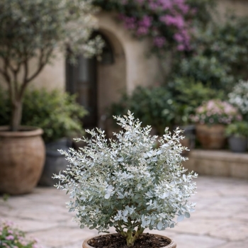 Eucalyptus - gunnii - Mina - cve19m