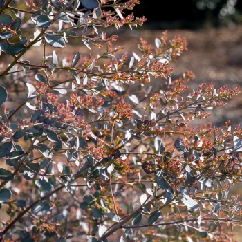 Eucalyptus - gunnii - cve19m - 