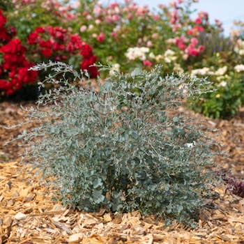 Eucalyptus - gunnii - cve19m - 