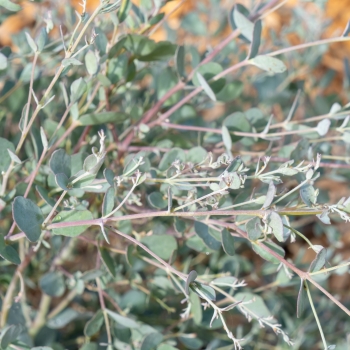 Eucalyptus - gunnii - cve19m - 