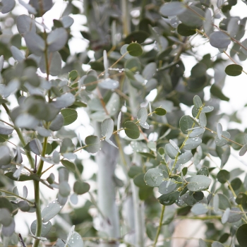 Eucalyptus - gunnii - Silverana - Lon40