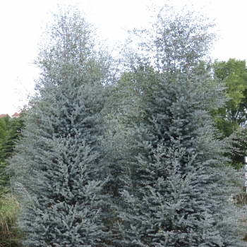 Eucalyptus - gunnii - Azura - Cagire