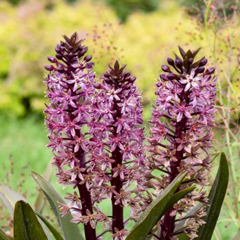 Eucomis  - hybride - Purple Reign - 