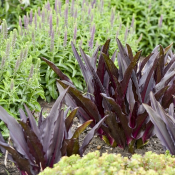 Eucomis  - hybride - Purple Reign - 