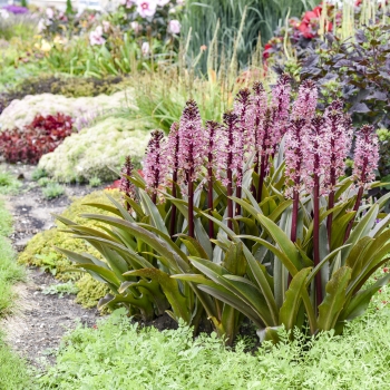 Eucomis  - hybride - Purple Reign - 