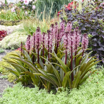 Eucomis  - hybride - Purple Reign - 