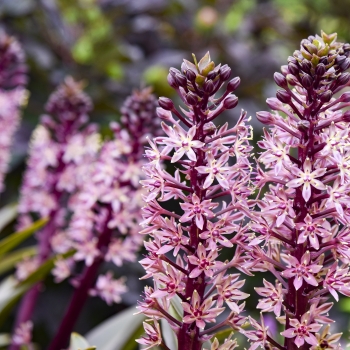 Eucomis  - hybride - Purple Reign - 