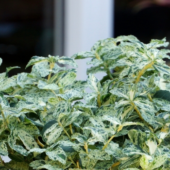 Euonymus - fortunei - Golden Harlequin - Hoogi