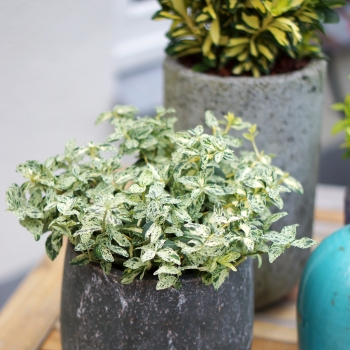 Euonymus - fortunei - Golden Harlequin - Hoogi