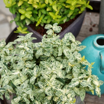 Euonymus - fortunei - Golden Harlequin - Hoogi