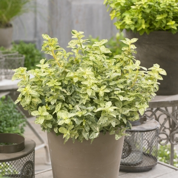 Euonymus - fortunei - Golden Harlequin - Hoogi