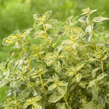 Euonymus - fortunei - Golden Harlequin - Hoogi