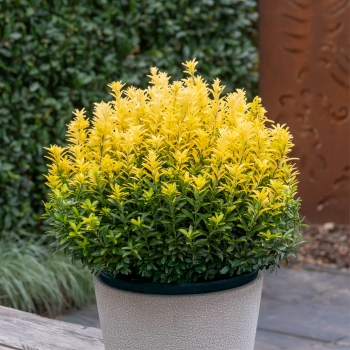 Euonymus - japonicus - Happiness - COV