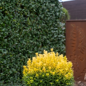 Euonymus - japonicus - Happiness - COV