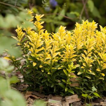 Euonymus  - japonicus - Happiness - COV