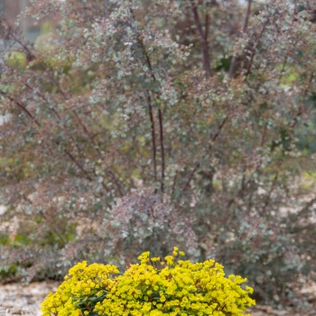Euphorbia - × martini - Ascot Petite - COV