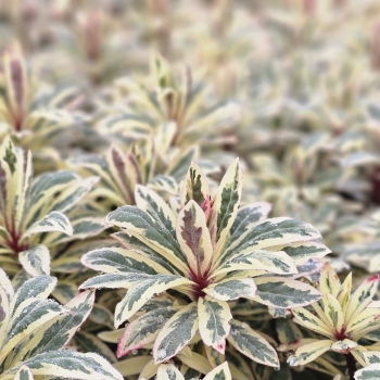 Euphorbia - hybride - Luminara - Diana23