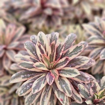 Euphorbia - hybride - Luminara - Diana23