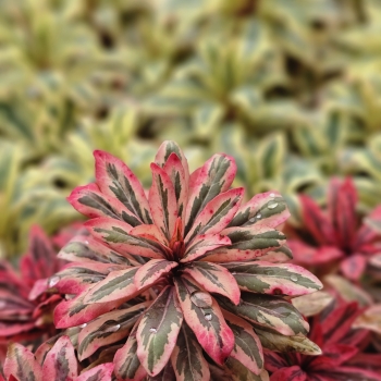 Euphorbia - hybride - Luminara - Diana23