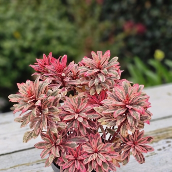 Euphorbia - hybride - Luminara - Diana23