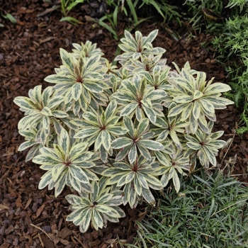 Euphorbia - hybride - Luminara - Diana23