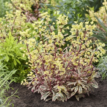 Euphorbia - hybride - Luminara - Diana23