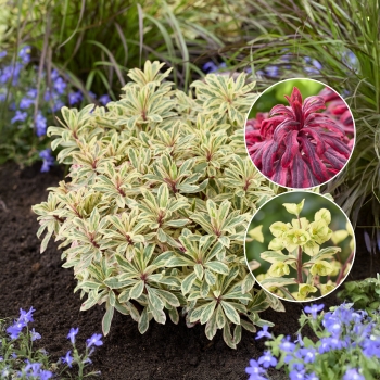 Euphorbia - hybride - Luminara - Diana23