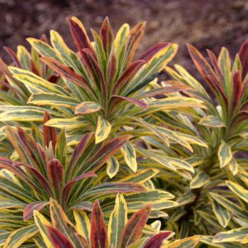 Euphorbia - hybride - Ascot Rainbow - COV