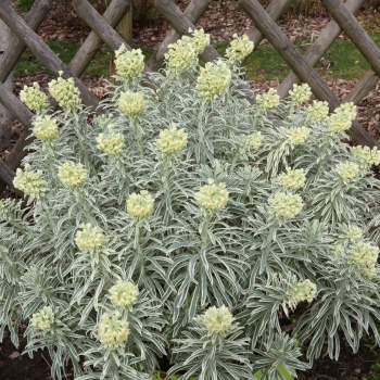 Euphorbia - characias - Tasmanian Tiger - COV