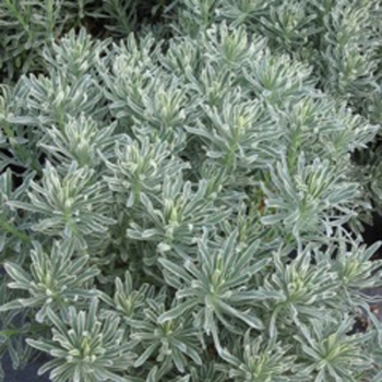Euphorbia - characias - Glacier Blue - COV