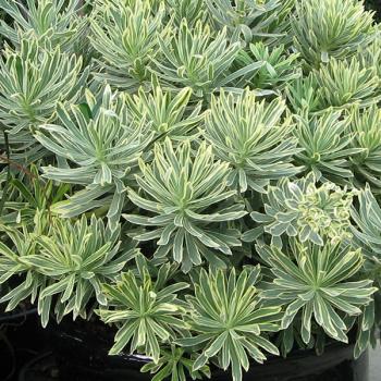 Euphorbia - characias - Silver Swan - Wilcott