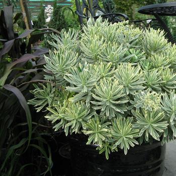 Euphorbia - characias - Silver Swan - Wilcott