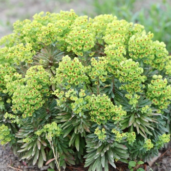 Euphorbia - × martini - Walberton's® Tiny Tim - TM