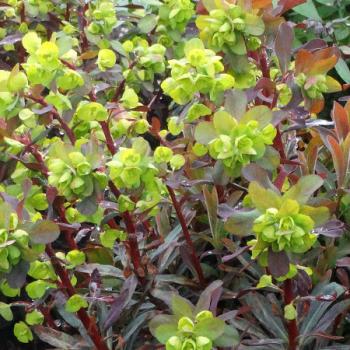 Euphorbia - amygdaloides  - Ruby Glow - COV