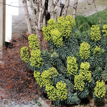 Euphorbia - characias - Shorty - cov