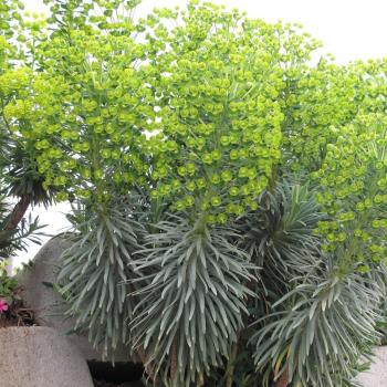 Euphorbia - characias - Shorty - COV