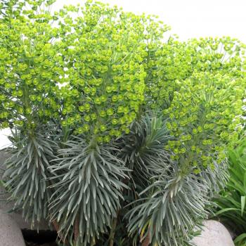 Euphorbia - characias - Shorty - COV