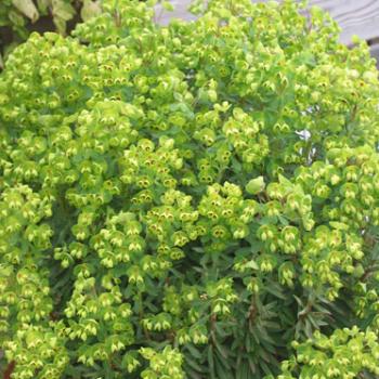 Euphorbia - x martini - Walberton's® Tiny Tim - TM