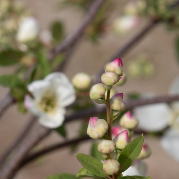 Exochorda - racemosa - Blushing Pearl - Huibl