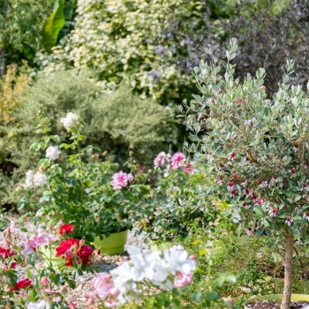 Feijoa - selloviana - Nina  - Amacab