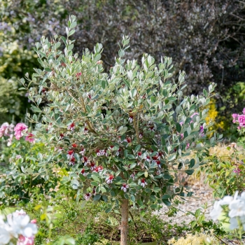 Feijoa - selloviana - Nina  - Amacab